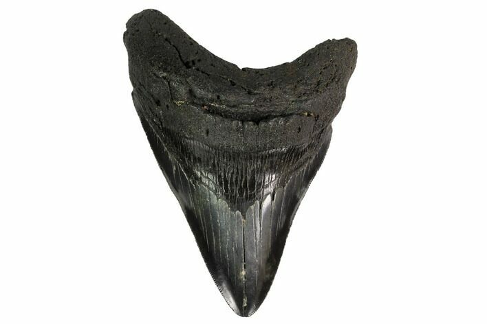 Serrated, Fossil Megalodon Tooth - Georgia #145417